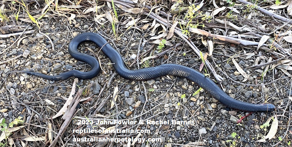 A recently roadkilled Red-bellied Black Snake (Pseudechis porphyriacus) photographed next to the road at Cromer, near Mt. Pleasant, South Australia